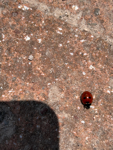 Seven-spotted Lady Beetle