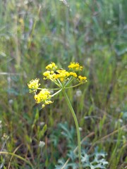 Lomatium parvifolium