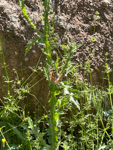Painted Lady