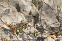 Leiocephalus barahonensis