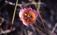 Calochortus plummerae