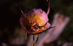 Calochortus plummerae