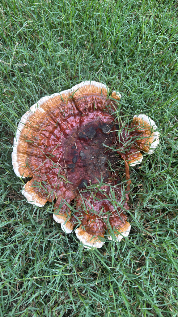 Ganoderma sessile · May 2026 · photo: Photo: no rights reserved · iNaturalist