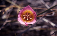 Calochortus plummerae