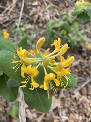 Lonicera flava