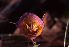 Calochortus plummerae