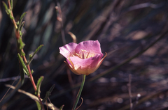 Calochortus plummerae