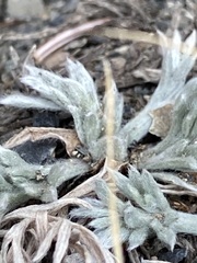 Artemisia furcata