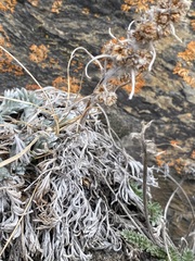 Artemisia furcata