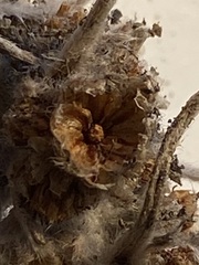 Artemisia furcata
