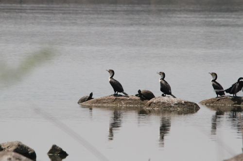 iNaturalist image