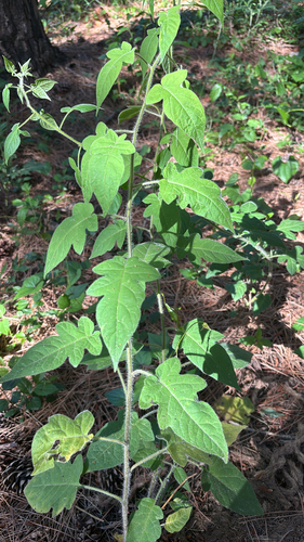 lyreleaf nightshade