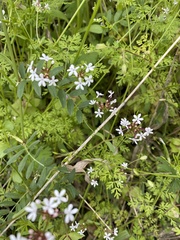 Valerianella ozarkana