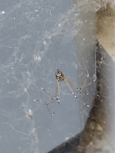 Marbled Cellar Spider