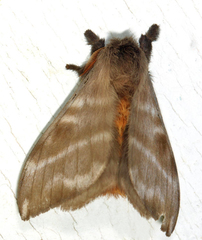 Hylesia metabus