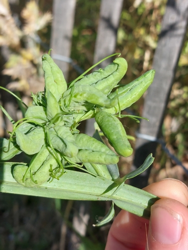Anabremia bellevoyei