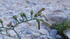 Nicotiana nudicaulis