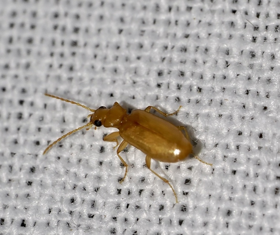 Psammodromius