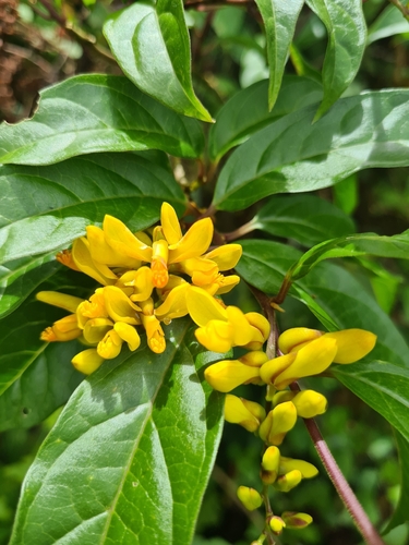 Polygala arillata, photograph 1