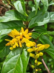 Polygala arillata