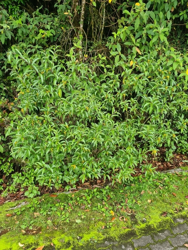 Polygala arillata, photograph 2