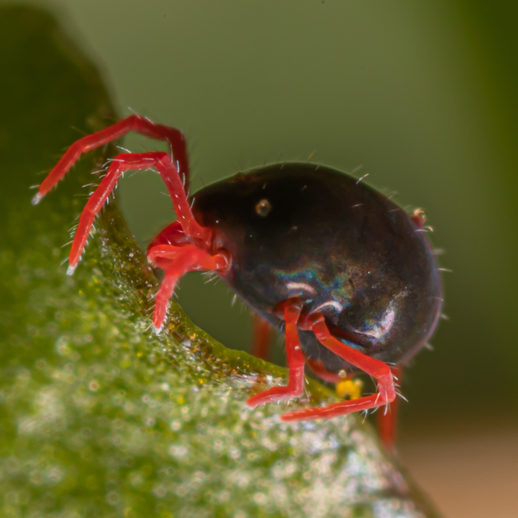 Eupodoidea