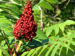 Rhus × borealis