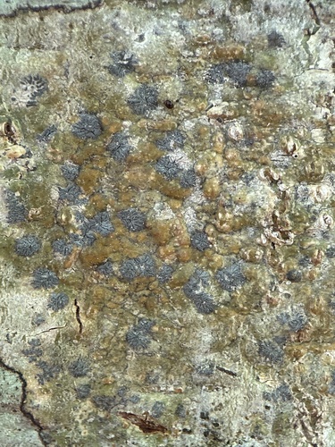 Phaeographis observed 2026-05-28