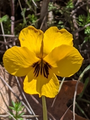 Viola pedunculata