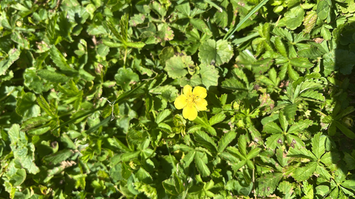 Creeping cinquefoil