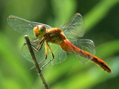 Sympetrum costiferum