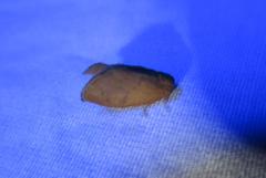 Heterogenea shurtleffi