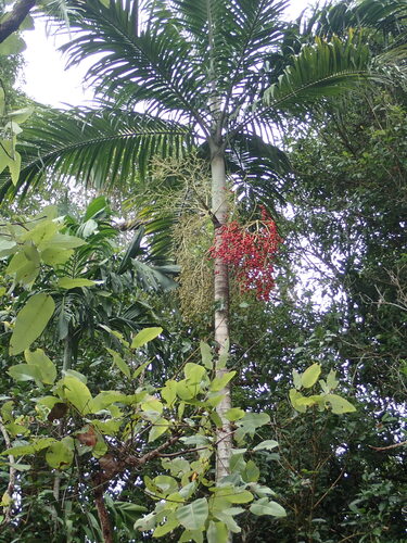 Carpentaria acuminata