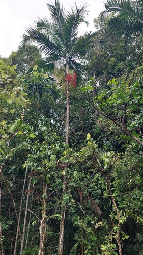 Carpentaria acuminata, photograph 2