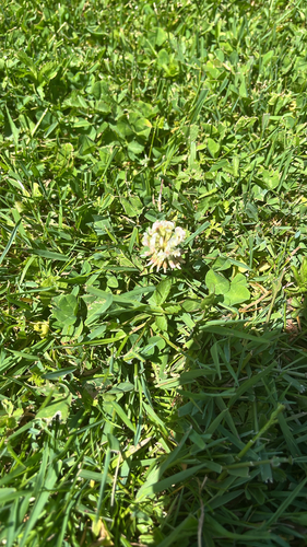 white clover