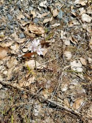 Allium haematochiton