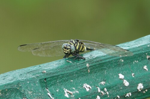 Indian Common Clubtail
