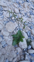Nicotiana nudicaulis