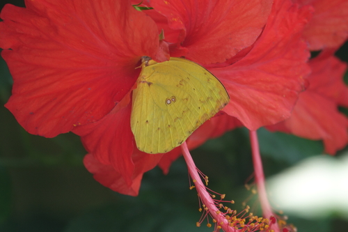Lemon Migrant