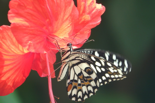 Lime Swallowtail