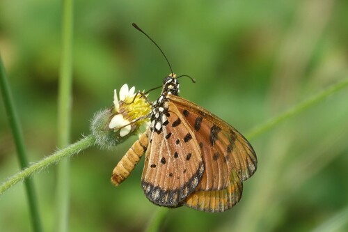 Tawny Coster