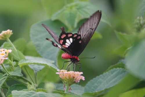 Common Rose Swallowtail