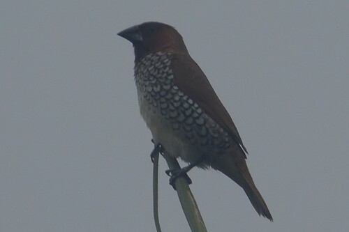 Scaly-breasted Munia