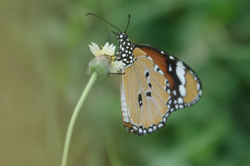 Plain Tiger Butterfly