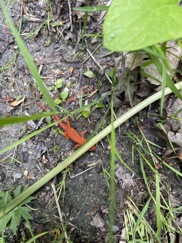 Eastern Newt