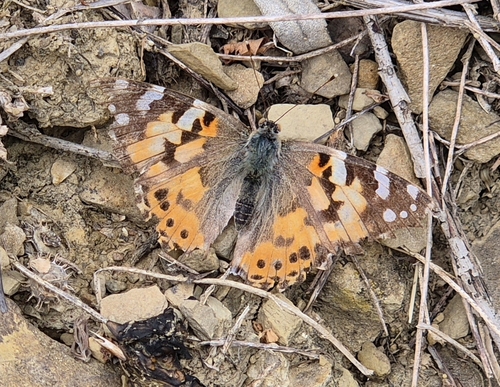 Painted Lady