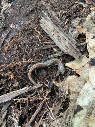 Eastern Red-backed Salamander