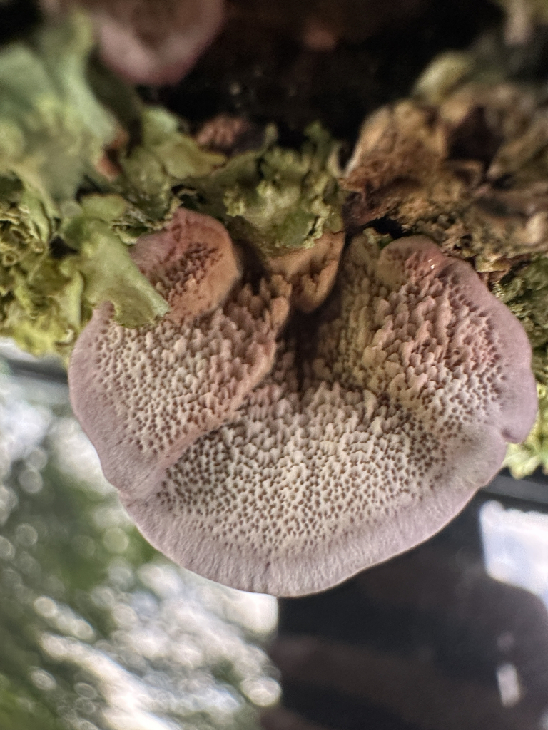 violet-toothed polypore · May 2026 · photo: Photo: no rights reserved · iNaturalist