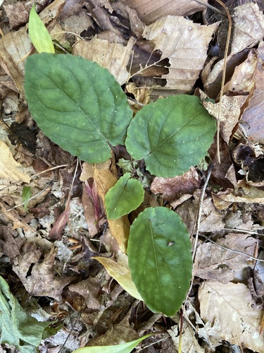 Round-leaved Violet