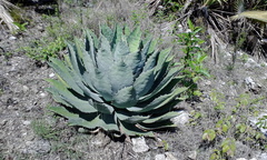 Agave nuusaviorum